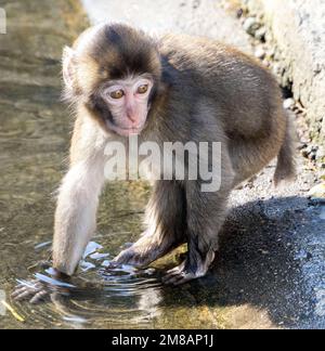 Monkey Park in Beppu, Japan Stock Photo