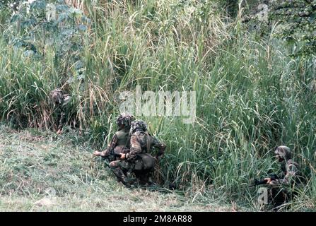 Four members of the Army's 7th Infantry Division maneuver their way around a patch of tall grass during a joint services exercise. Country: Panama (PAN) Stock Photo