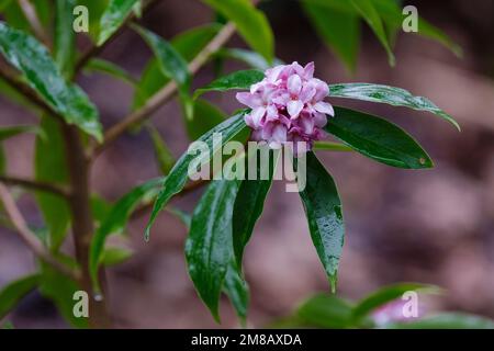 Daphne bholua Limpsfield ,Purple-pink in bud, opening paler with white to purple tones Stock Photo