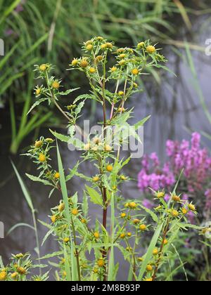 Greater Bur-marigold, Bidens radiata, also called Greater Bur Marigold, wild plant from Finland Stock Photo
