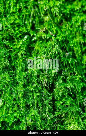 Lush mossy green on tree background Stock Photo