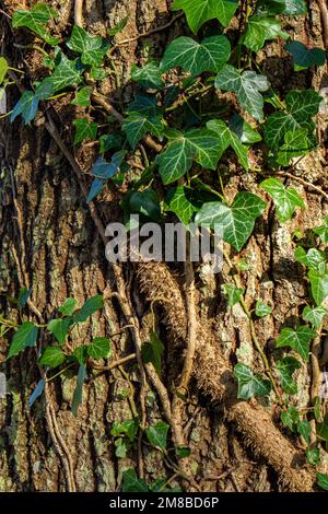 Vine leaves and branch wrapping around the bark of a tree in the ...
