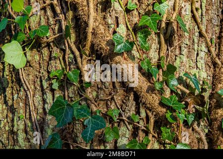 Vine leaves and branch wrapping around the bark of a tree in the ...