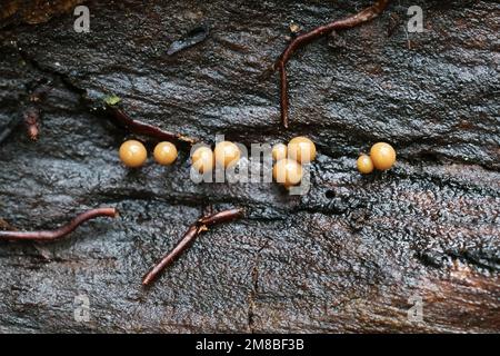 Hemitrichia clavata, a slime mold of the family Trichiidae, no common English name Stock Photo