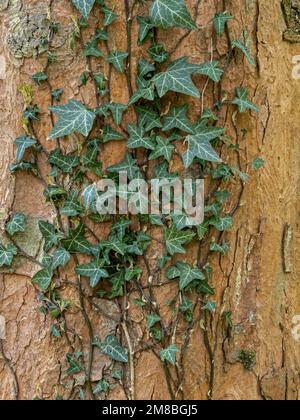 Close-up of evergreen ivy (Hedera helix) growing on tree trunk Stock Photo