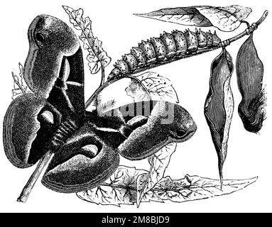 ailanthus silkmoth with caterpillar, pupa and eggs, Samia cynthia,  (encyclopedia, 1893), Götterbaum-Spinner mit Raupe, Puppe und Eiern, Bombyx de l'ailante  avec chenille, chrysalide et œufs Stock Photo