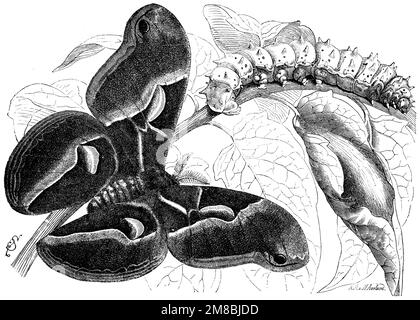 ailanthus silkmoth, Samia cynthia,  (zoology book, 1872), Götterbaum-Spinner, Bombyx de l'ailante Stock Photo