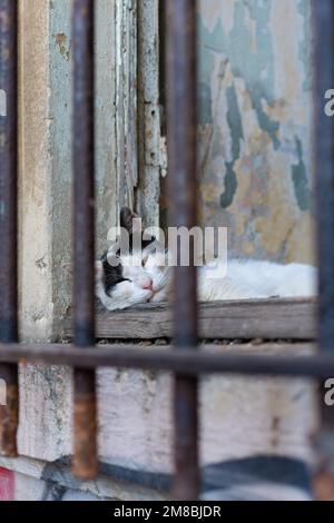 Istanbul cat, Istanbul, Turkey Stock Photo