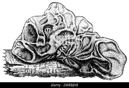 yellow brain or golden jelly fungus on a piece of twig, Tremella mesenterica,  (botany book, ca. 1900), Goldgelber Zitterling auf einem Aststück, Trémelle mésentérique  sur un bout de branche Stock Photo