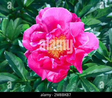 Pink flowers peonies flowering on background green leaf . Peonies garden. Stock Photo
