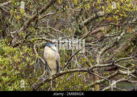Black-crowned Night Heron (Nycticorax nycticorax) perched on a branch in Assateague Island National Seashore, Maryland Stock Photo