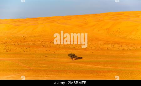 Single tree in the middle of Wahiba Sands Desert, Bidiyah, Oman Stock Photo