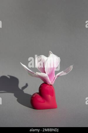 Spring white - pink blooming magnolia flower stands in vase - heart of the color of year 2023 Viva Magenta on gray background. Postcard in style of mi Stock Photo