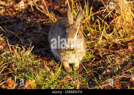 Eastern Cottontail (Sylvilagus floridanus) in Chincoteague National Wildlife Refuge, Virginia Stock Photo