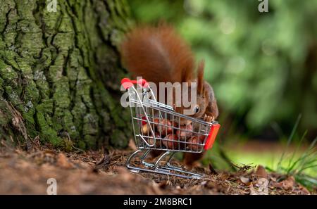 European red squirrel is collecting hazelnuts in a shopping trolley. Stock Photo