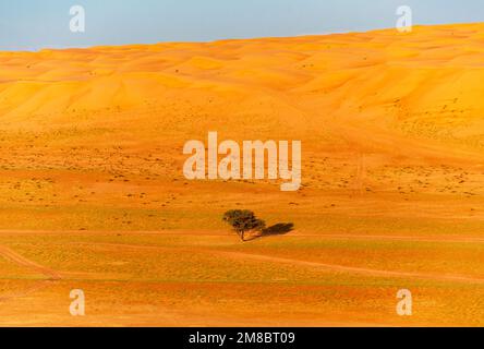 Single tree in the middle of Wahiba Desert, Sharqiya Sands, Bidiyah, Oman Stock Photo