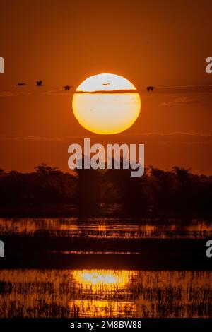 African spoonbills fly across sunset over river Stock Photo