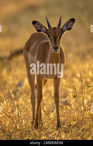 Backlit young male impala stands facing camera Stock Photo