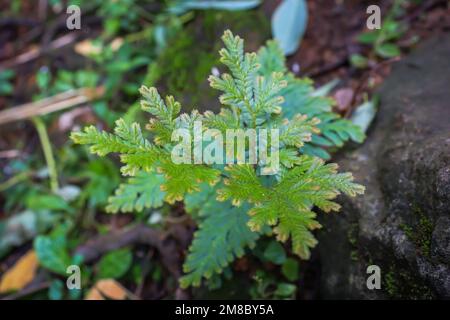A closeup of Selaginella vogelii, a vascular plant in the family Selaginellaceae. Stock Photo