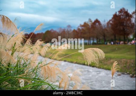 Green grass on both sides of the river. Bald cypress trees with red leaves. Dongshan River Water Park. Sanxing Township, Yilan County, Taiwan Stock Photo