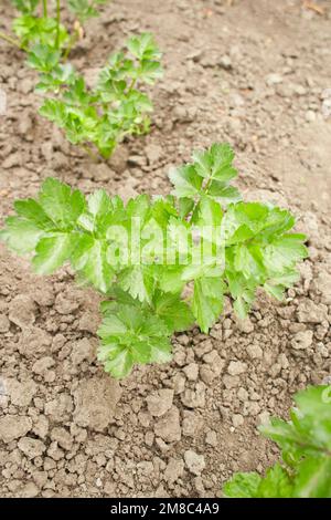 Flat-leaved parsley. Petroselinum crispum. parsley leaves. Green leaves. Parsley growing in the garden Stock Photo
