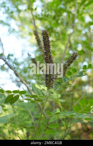 Purple flowers of False indigo bush (Amorpha fruticosa), Lead Plant in the garden. Summer and spring time. Stock Photo