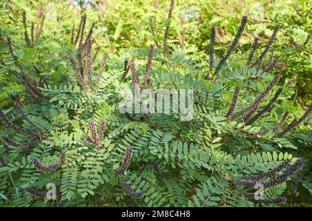 Purple flowers of False indigo bush (Amorpha fruticosa), Lead Plant in the garden. Summer and spring time. Stock Photo