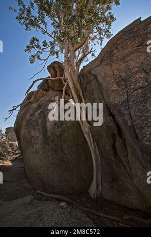 The Namaqua Rock Fig (Ficus cordata) bears small edible fruit and occur in the arid South Western region of Africa from the Western Cape Province of S Stock Photo