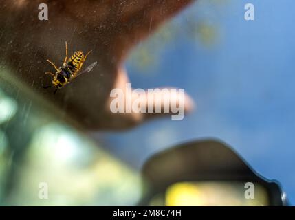 Detail of bee or honeybee in Latin Apis Mellifera, european or western honey bee Stock Photo