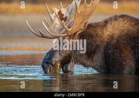 Bull Moose (Alces alces) feeding on aquatic plants.  Grand Teton National Park, Wyoming, USA. Stock Photo