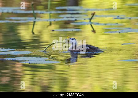 Wood Duck (Aix sponsa). Baby wood duck. Spring in Acadia National Park, Maine, USA. Stock Photo