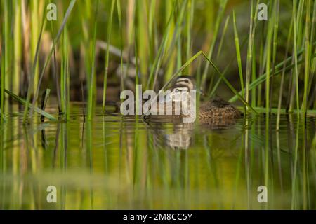 Wood Duck (Aix sponsa). Babies. Spring in Acadia National Park, Maine, USA. Stock Photo