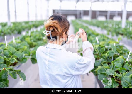 Fruit researcher in greenhouse hydroponic farming measure Ph water for grow of vegetable strawberry Stock Photo