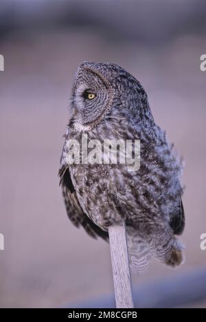 A Great Grey Owl "Strix nebulosa", perched on a slender stick in the warm evening light Stock Photo