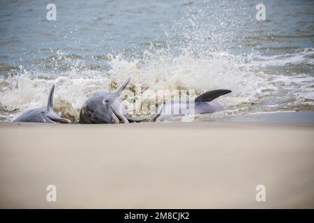 common bottlenose dolphin, Tursiops truncatus, strand feeding on flathead grey mullet, Mugil cephalus, Kiawah Island, South Carolina, USA, Atlantic Oc Stock Photo