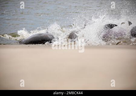common bottlenose dolphin, Tursiops truncatus, strand feeding on flathead grey mullet, Mugil cephalus, Kiawah Island, South Carolina, USA, Atlantic Oc Stock Photo