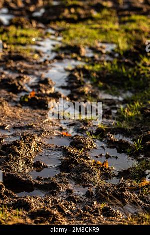 Muddy puddle track in the field on a sunny day Stock Photo