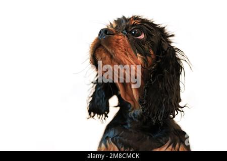Wilberforce the black and tan Cavalier King Charles spaniel puppy takes a bath. Side view isolated on white background. Stock Photo