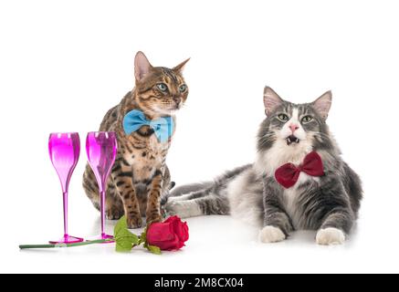 Norwegian Forest cat and bengal cat in front of white background Stock Photo