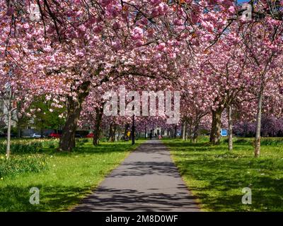 Scenic tree avenue (branches laden with colourful pink blossom in bloom, hanging over footpath, sunny spring day) - The Stray, Harrogate, England, UK. Stock Photo