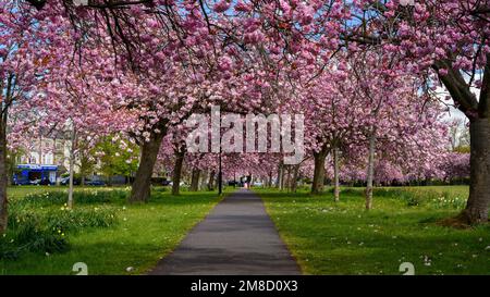 Scenic tree avenue (branches laden with colourful pink blossom in bloom, hanging over footpath, sunny spring day) - The Stray, Harrogate, England, UK. Stock Photo
