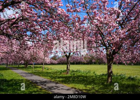 Scenic tree avenue (branches laden with colourful pink blossom overhanging footpath, on sunny spring day, blue sky) - The Stray, Harrogate England UK. Stock Photo