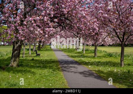 Scenic tree avenue (branches laden with colourful pink blossom in bloom, hanging over footpath, sunny spring day) - The Stray, Harrogate, England, UK. Stock Photo