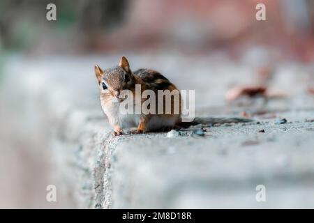 A closeup of the Eastern chipmunk (Tamias striatus) on the ground with a blurry background Stock Photo