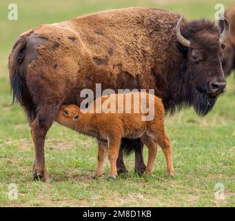 A Bison Calf getting a feeding while its Mother looks on. Stock Photo