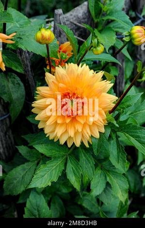 An orange dahlia flower in full bloom with other buds ready to open in a flowering garden. Stock Photo