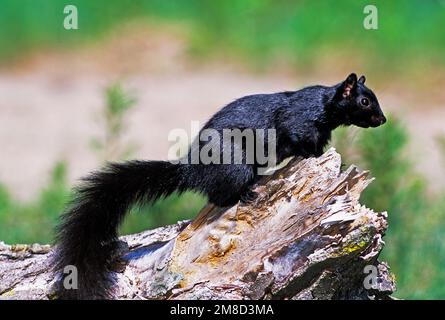 Black squirrel - melanistic color variant  of Eastern gray squirrel Stock Photo