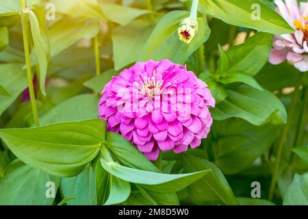 Bright pink fresh Zinnia Dahlia flowers on green leaves background in summer in the garden close up. Stock Photo