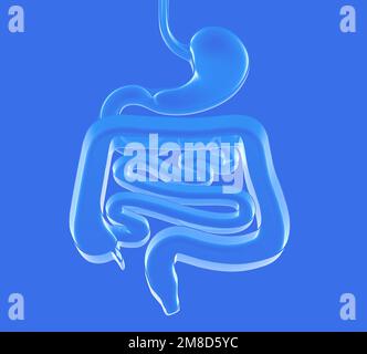 3d illustration of transparent glass of the digestive system. Large and small intestine. Top view resting on the ground. Stock Photo