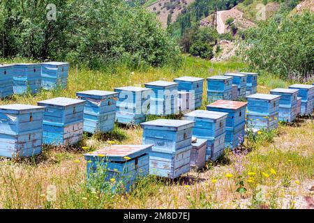 Many blue bee hives in the field on the country farm on the sunny summer day. Stock Photo